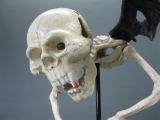 Gusseisen Skelett Skull Vampir Fledermaus 40 cm Kuriosität