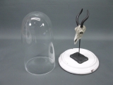Tierschädel Dekoration im Glasdom Glaskuppel 30 cm mit Keramik Sockel