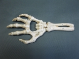 Skelett Hand Flaschenöffner aus Gusseisen 17 cm Knochen Gothic Party