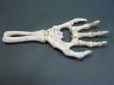 Skelett Hand Flaschenöffner aus Gusseisen 17 cm Knochen Gothic Party